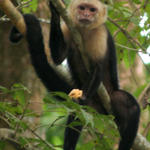 Animals of Pavones Costa Rica